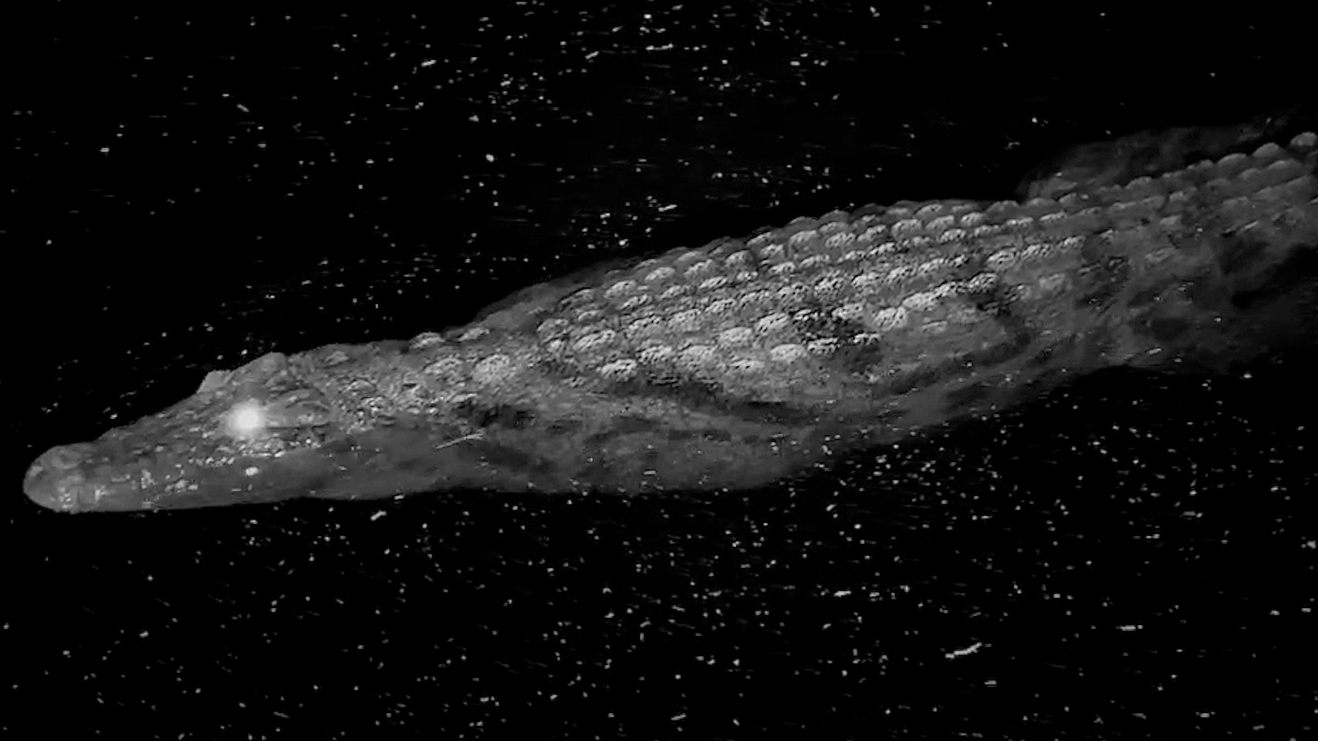 Watch How a Crocodile Really Swims