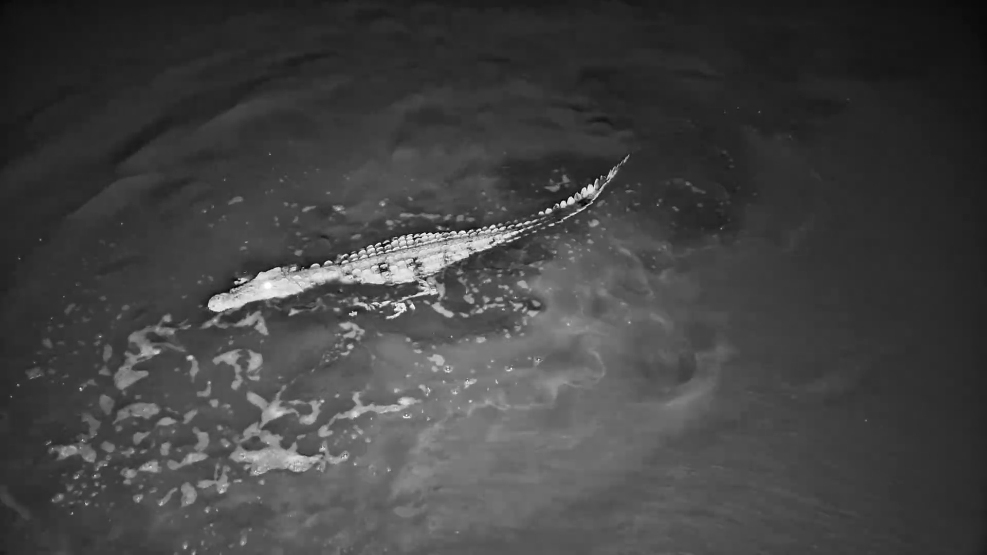Calm Crocodile Glides Through the Waters at Meno a Kwena