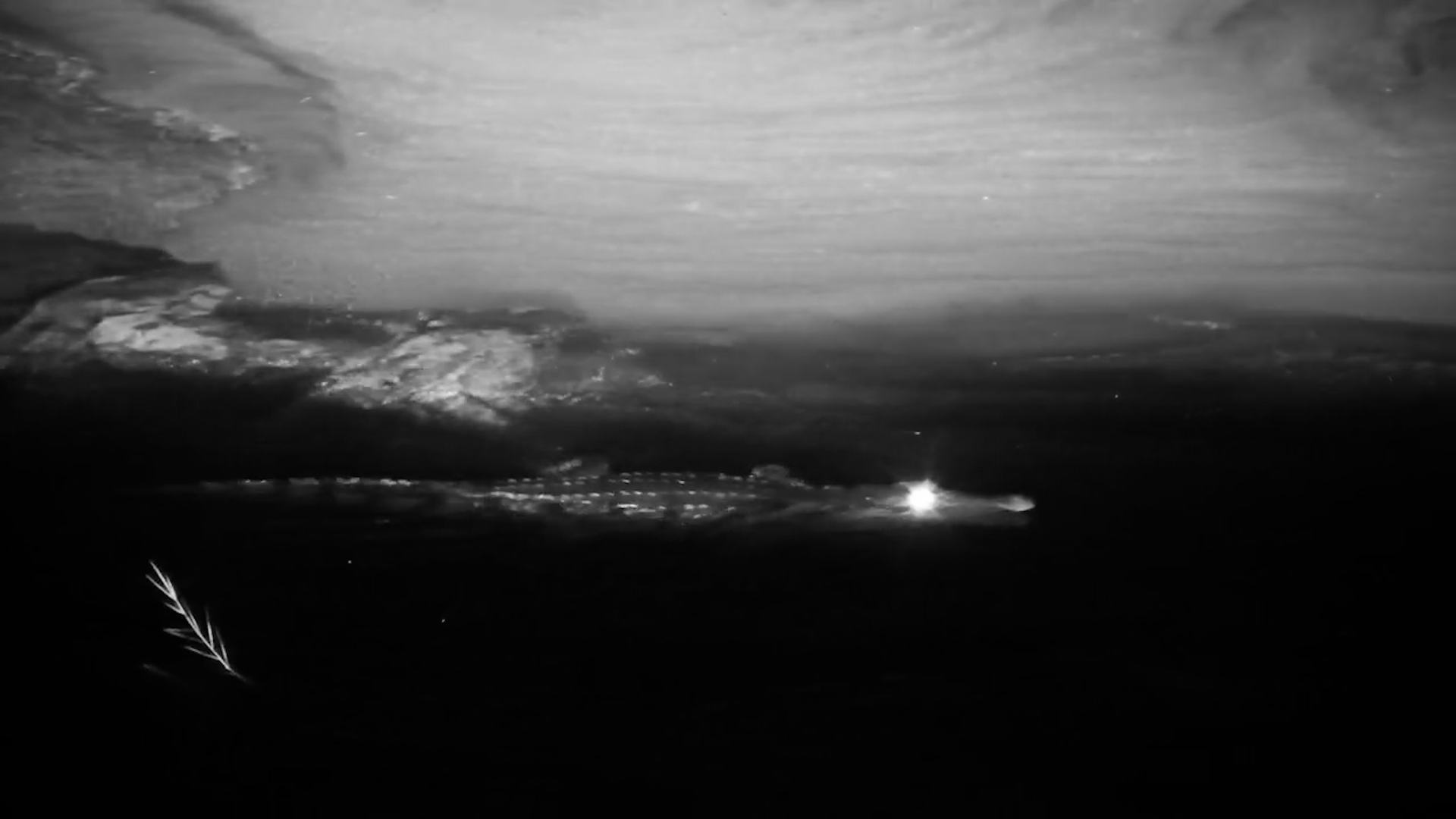 Crocodile Swimming in the Dark