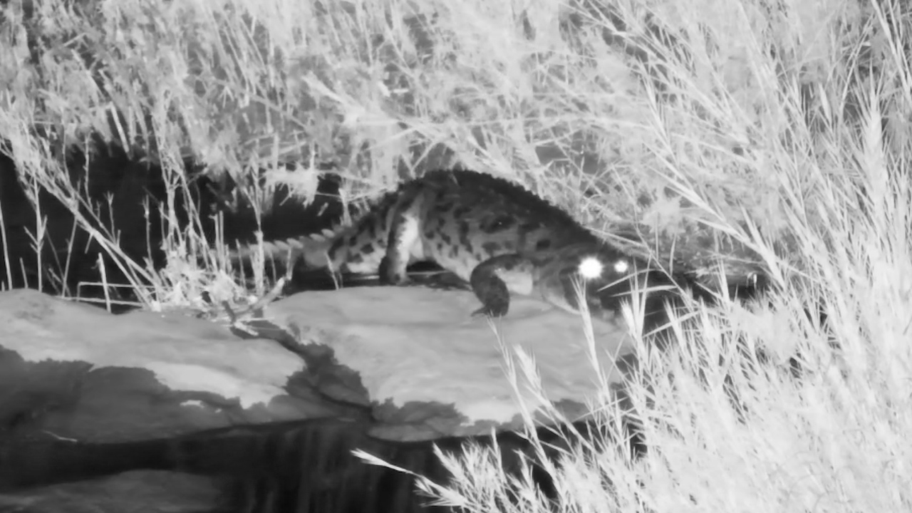 Those Glowing Eyes Gave the Crocodile Away