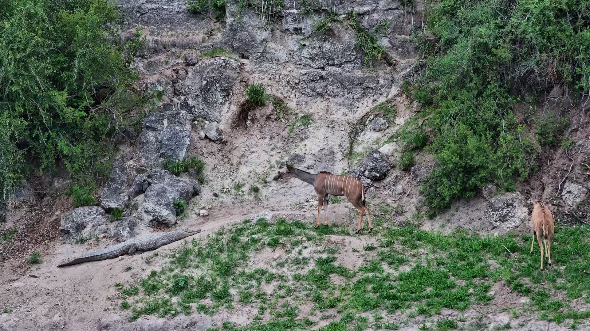 Kudu Face Off With a Crocodile at Safarihoek
