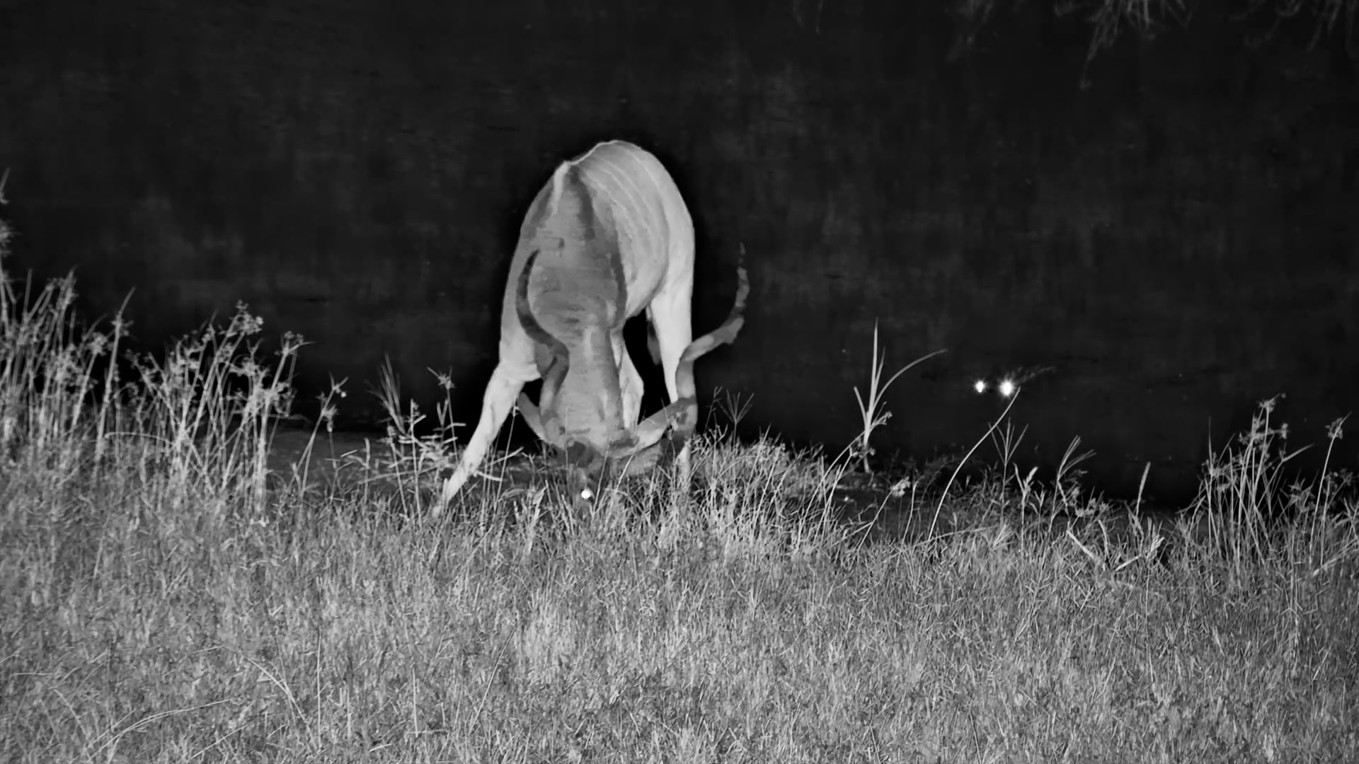 Dark Water Danger | Croc Lurks