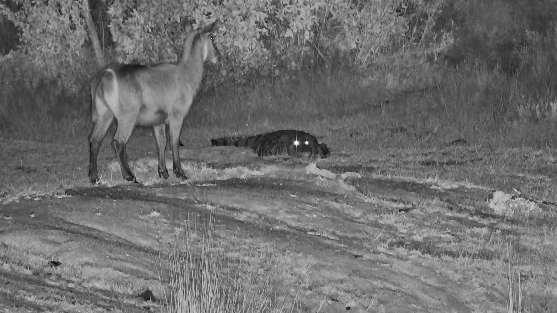 Will the Crocodile Catch Its Dinner?!