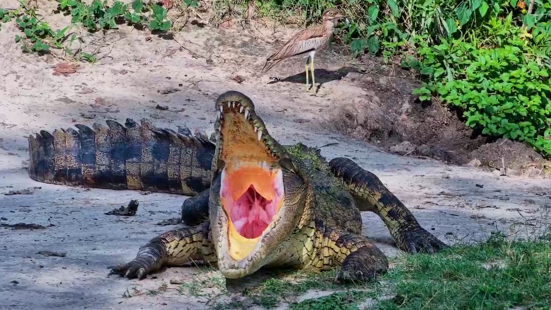 Croc Shows Off Its Teeth…