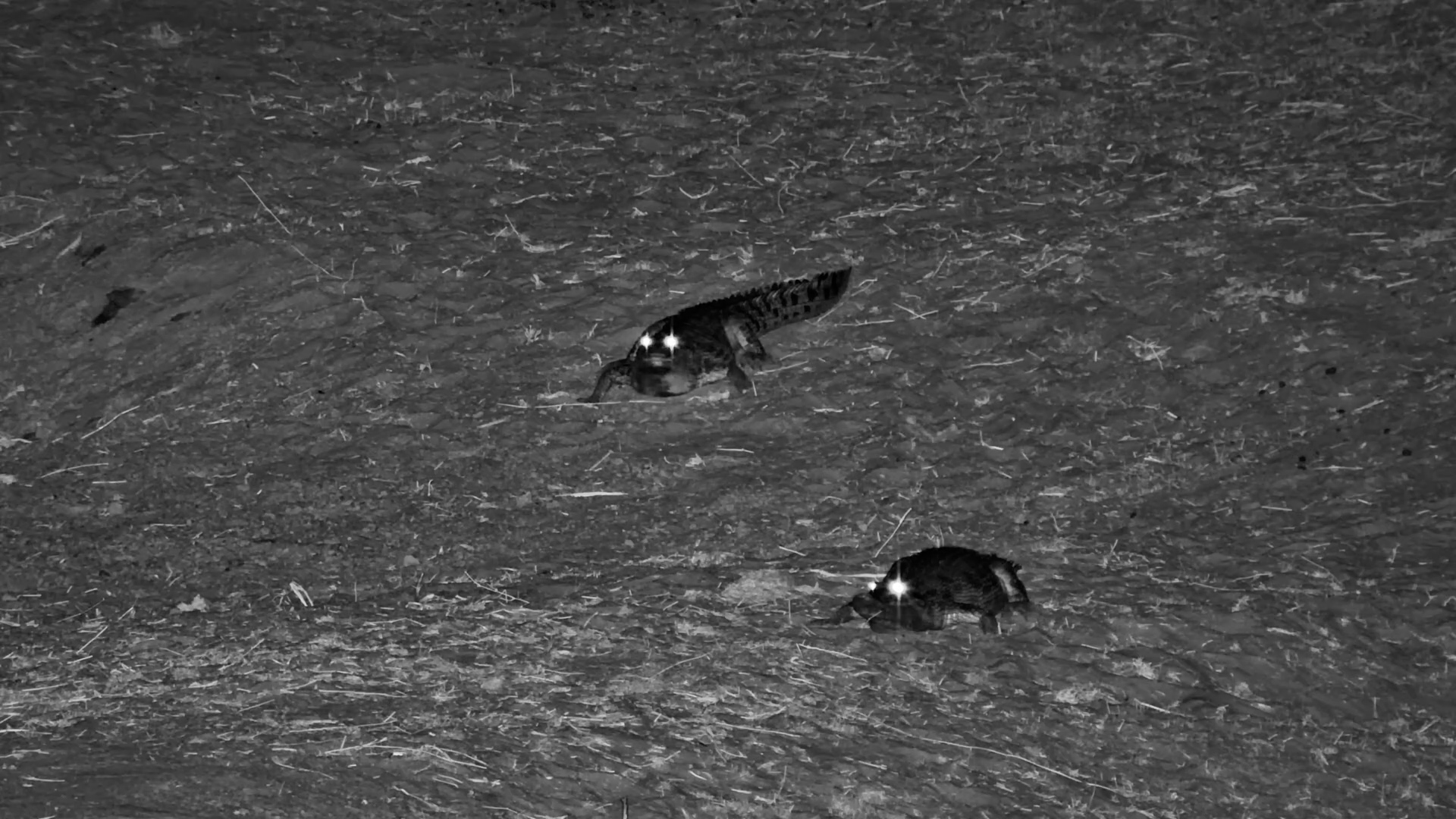 Giraffe Keeps Calm as Crocodiles Battle in the Dark