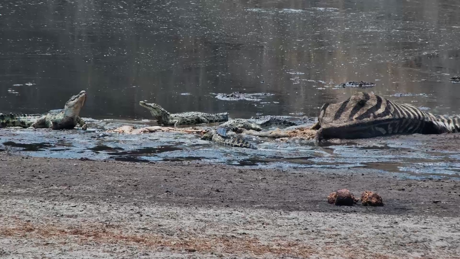 Crocodile Frenzy: Zebra Carcass Devoured at the Waterhole