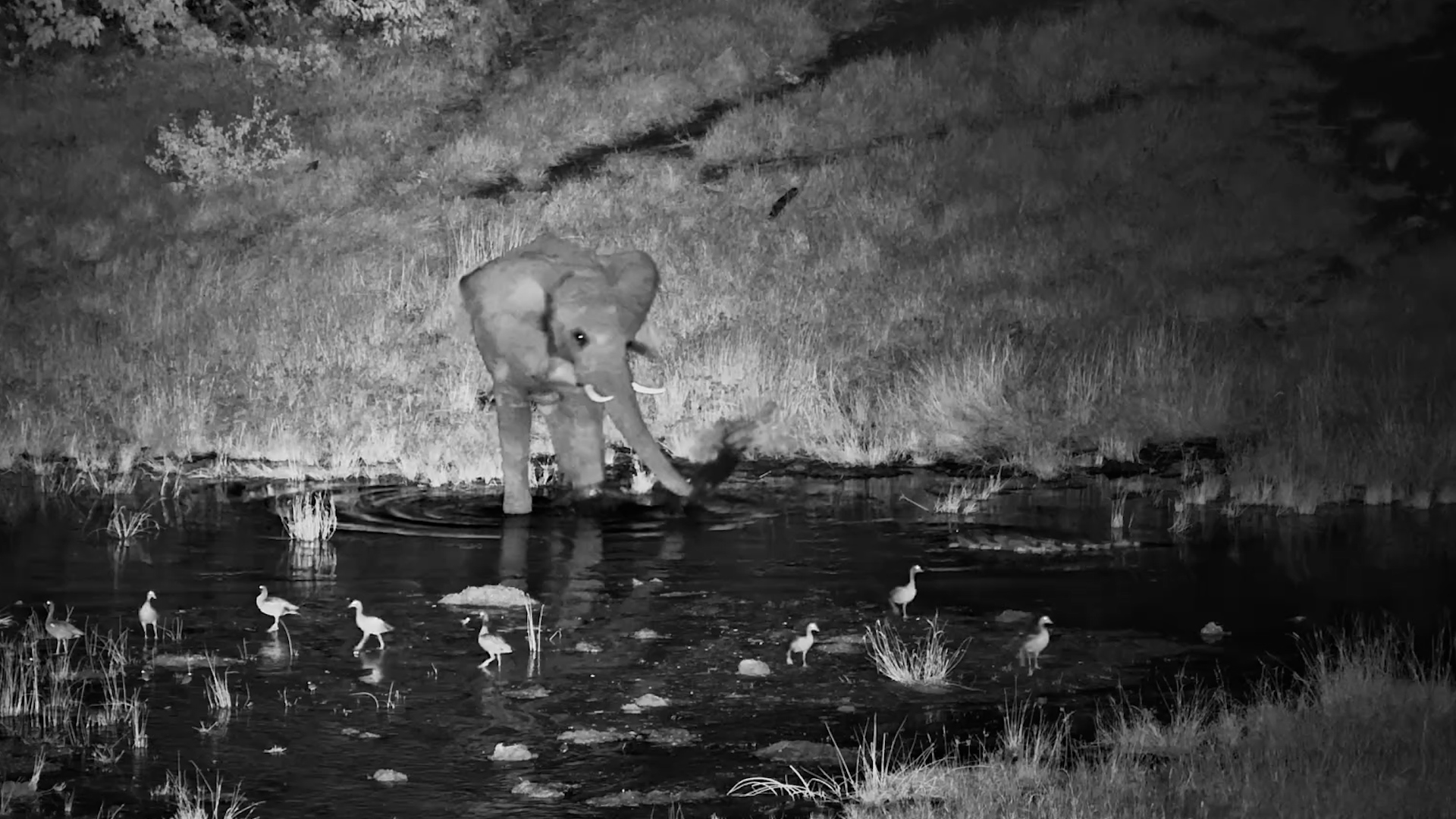 Crocodile Interrupted by Elephant
