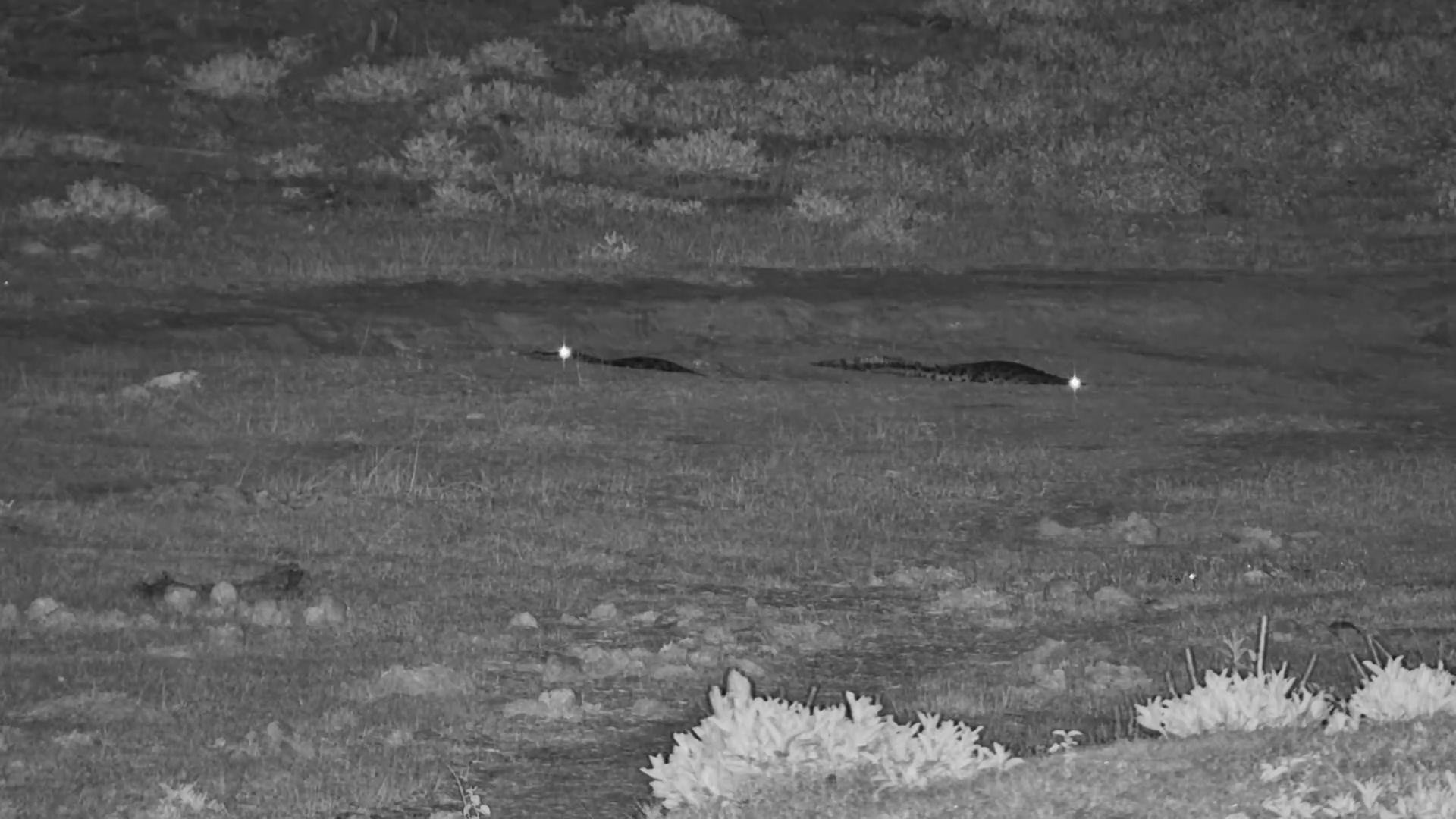 Crocodiles on a Night Walk in the Boteti