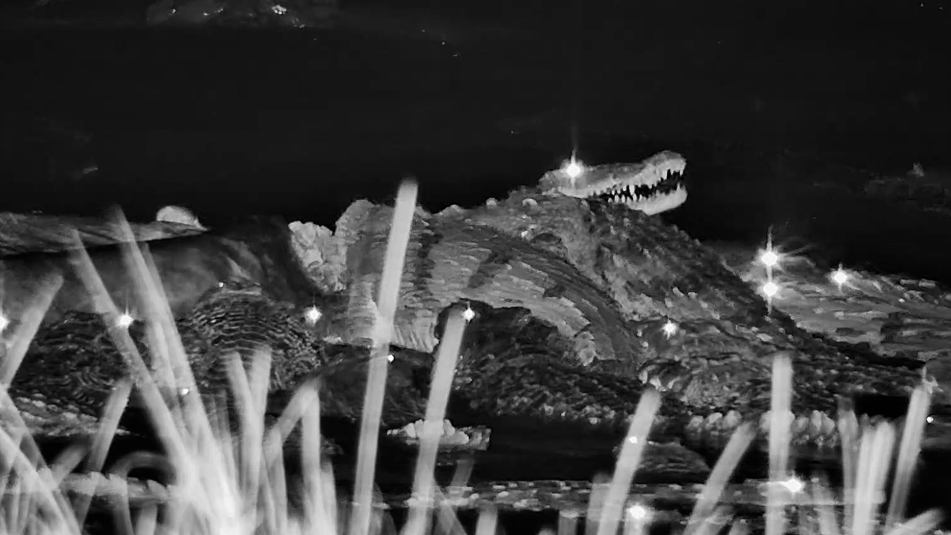 One Hippo, Too Many Crocodiles