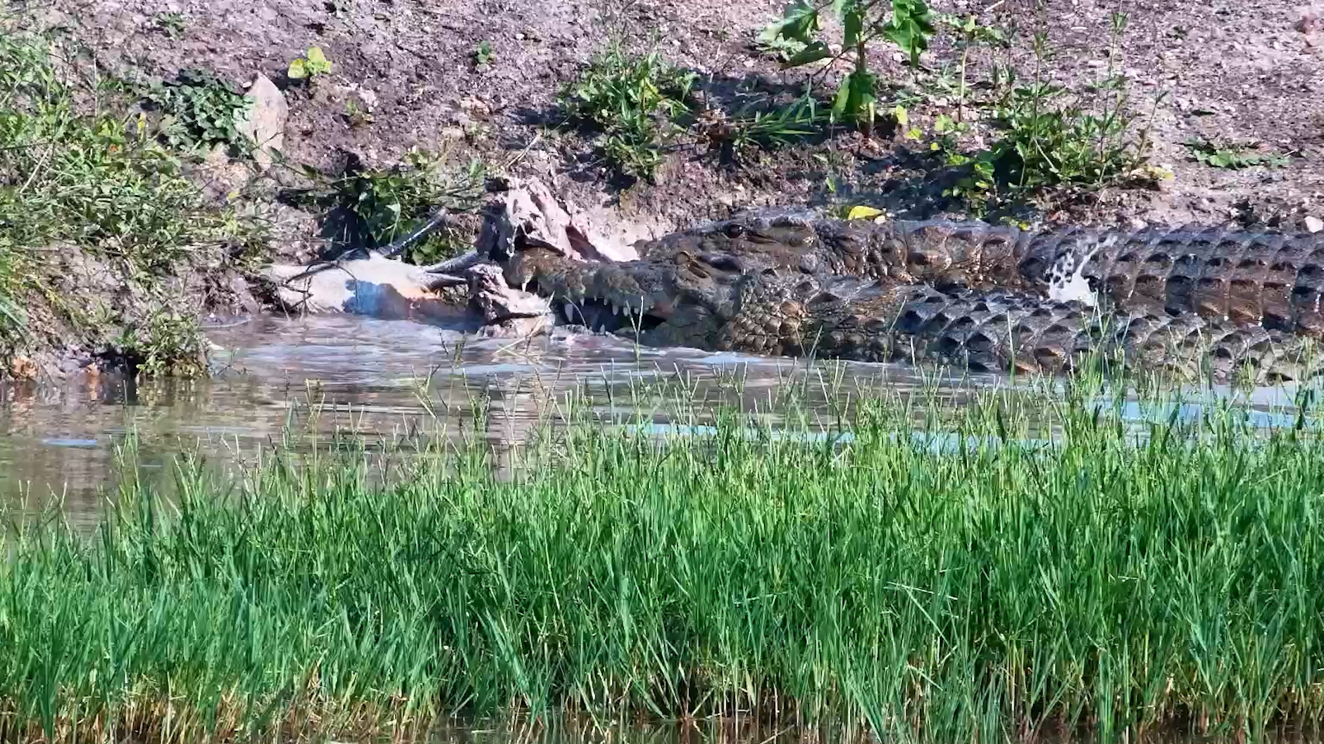 What Have These Crocodiles Got in the Water?