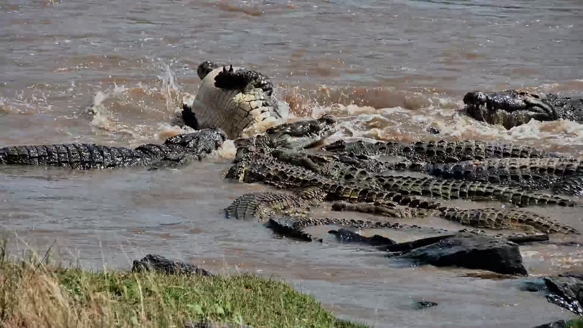 his Crocodile Just Keeps SPINNING!