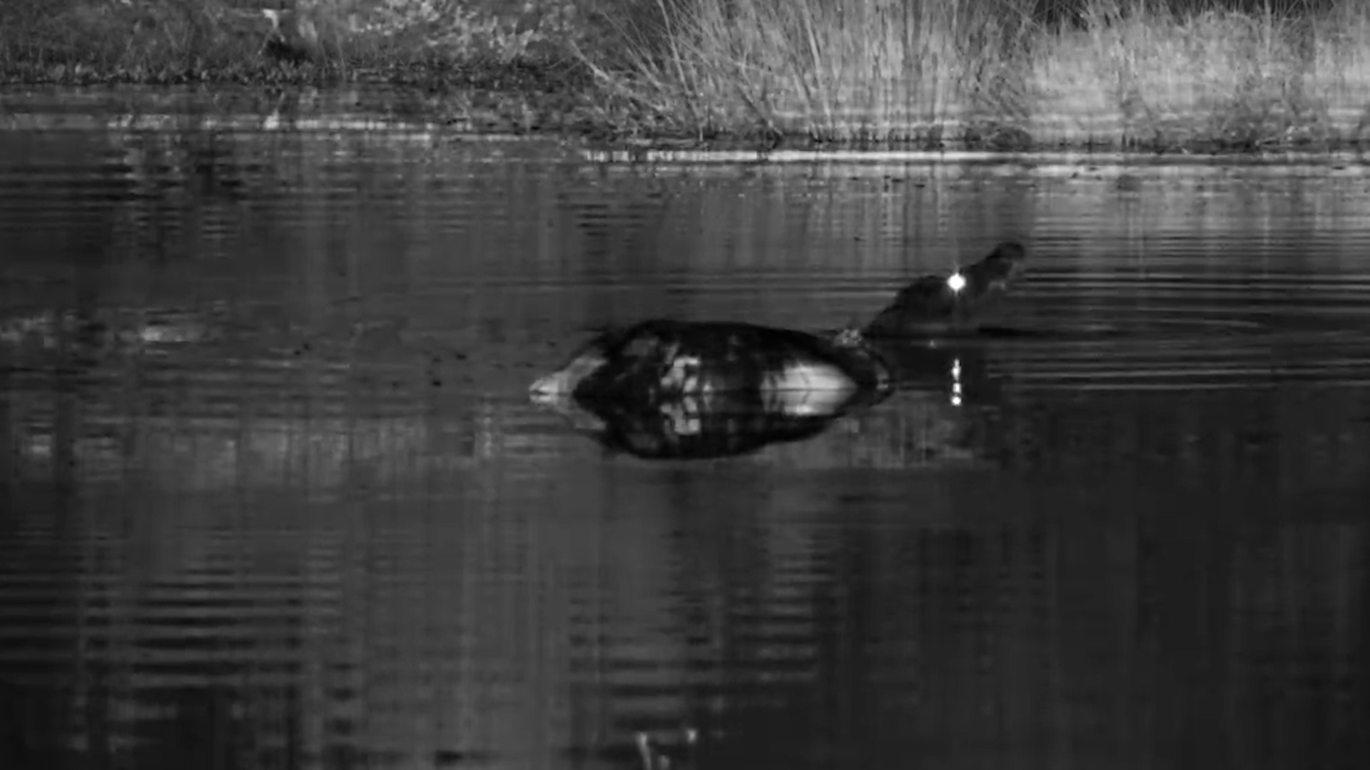What Happened to the Buffalo Calf After Dark