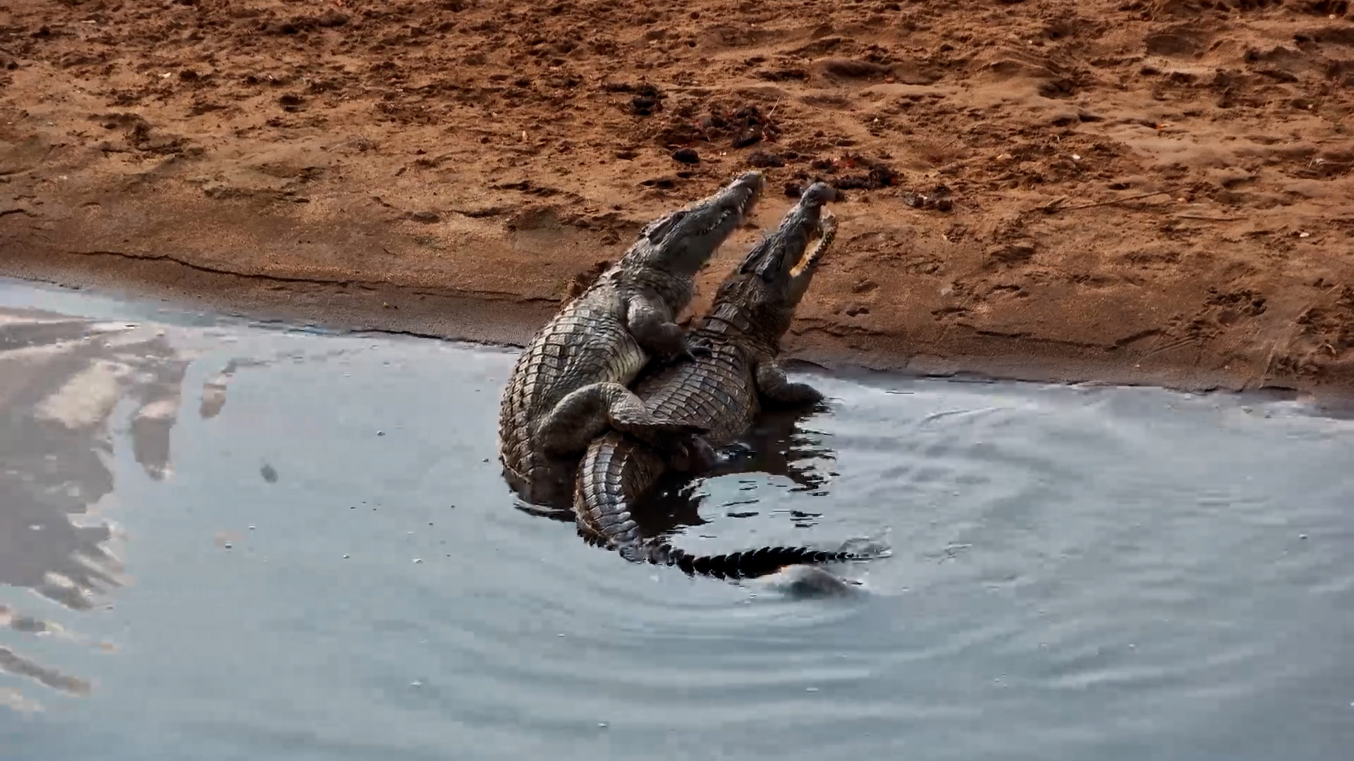 Crocodile Courtship Behaviour