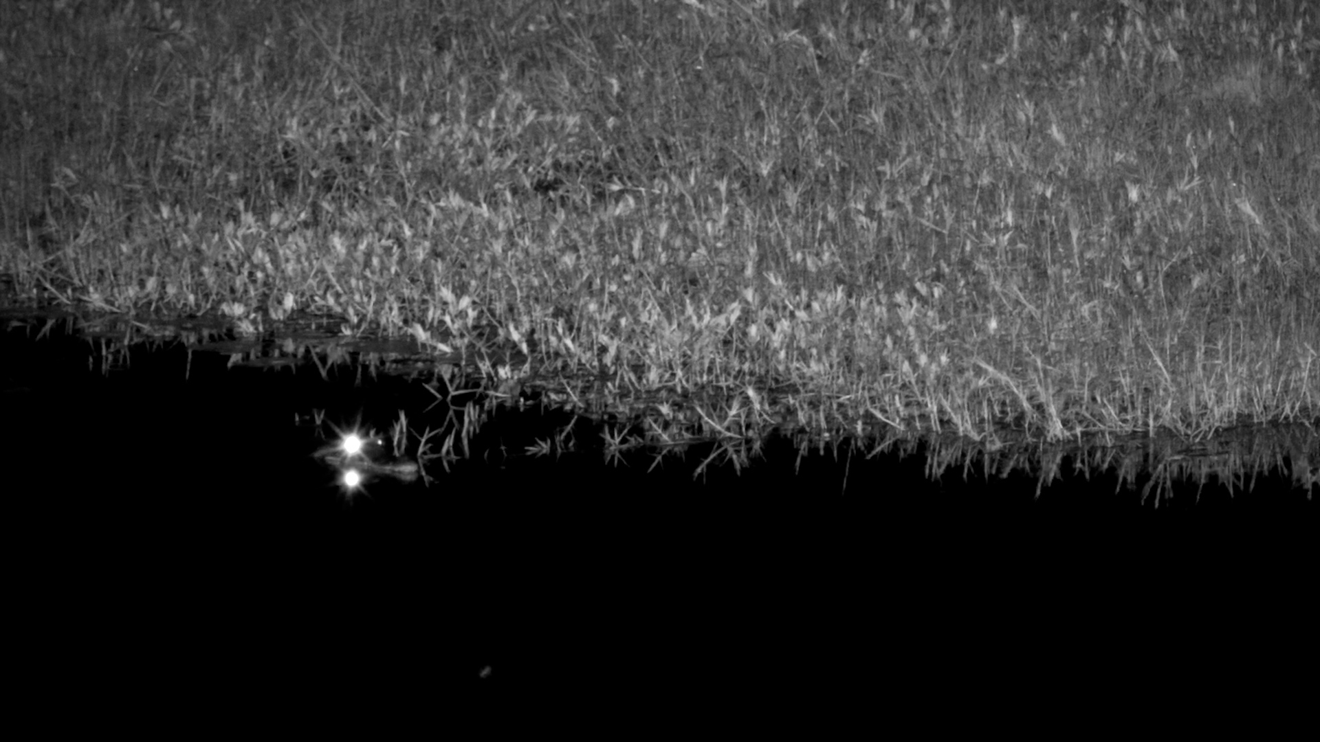 Crocodiles Fight & Hunt in the Dark