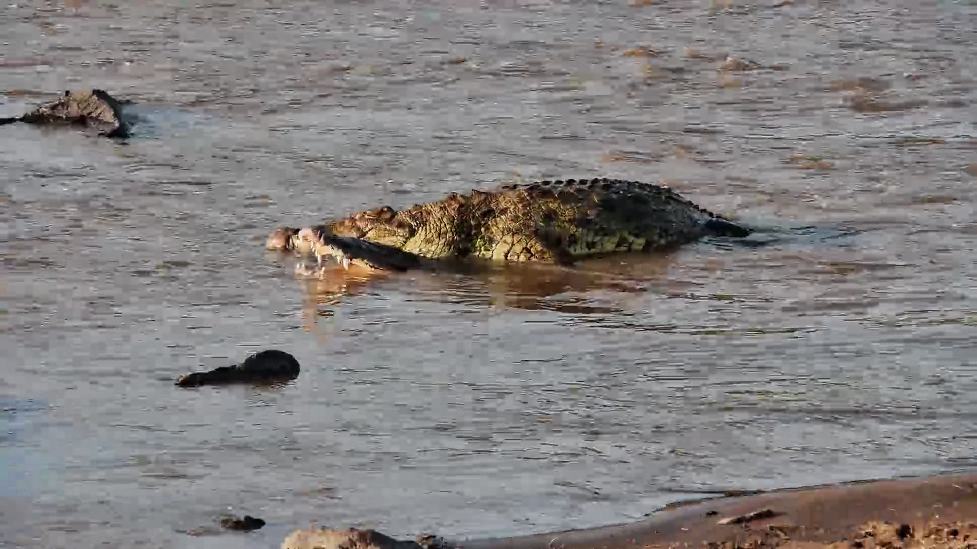 This Crocodile's Courtship Isn't Going to Plan