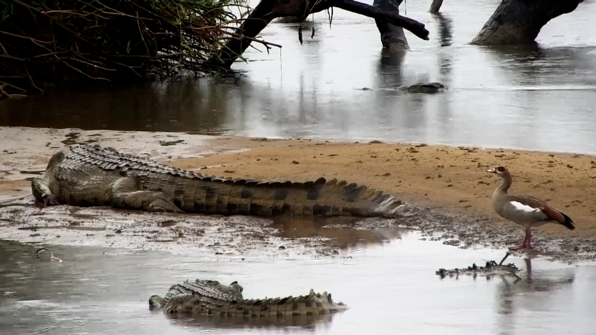 Crocodiles Take It Easy in the Rain