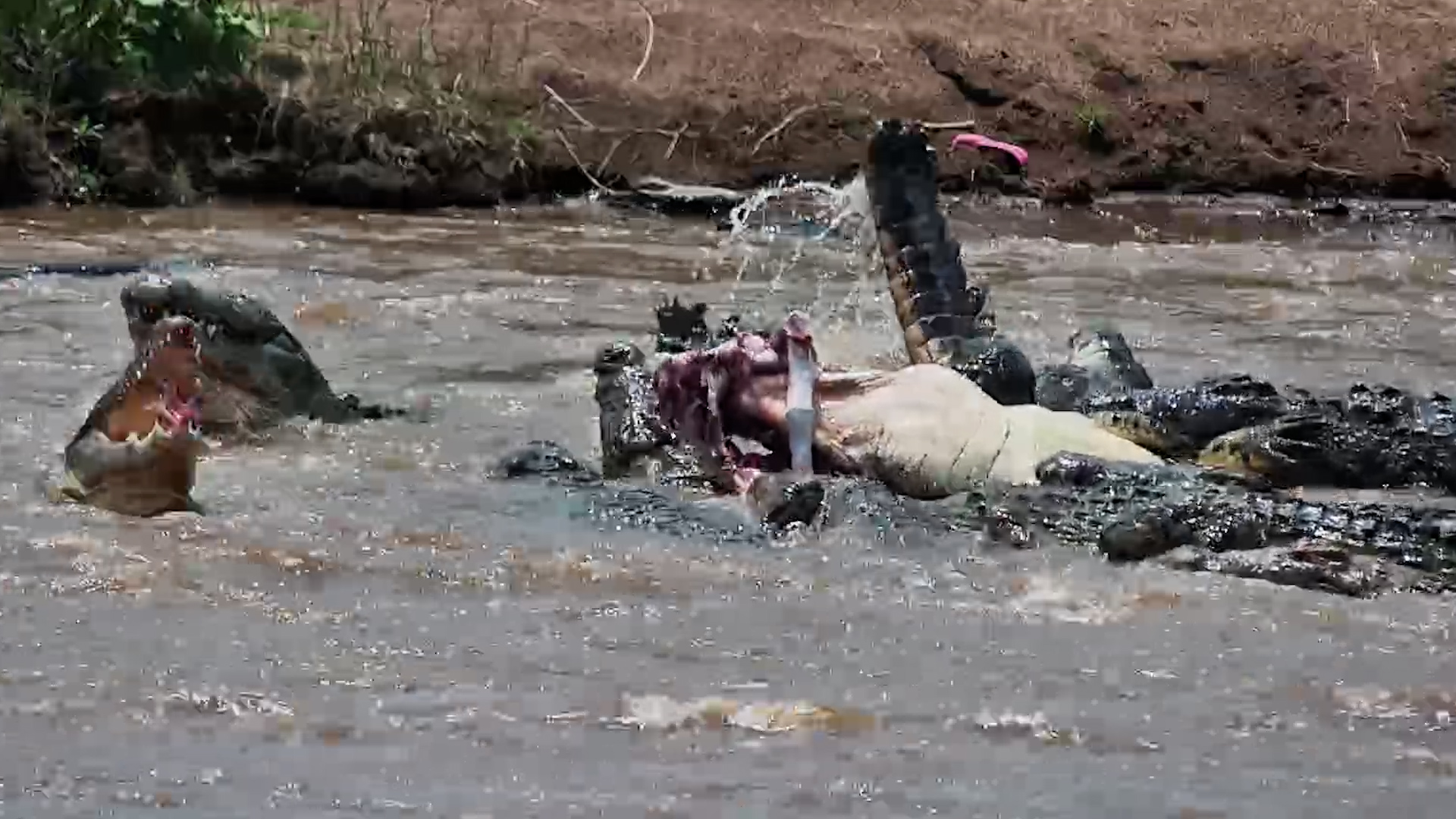 Stork Casually Waits for Scraps at a Crocodile Feeding Frenzy