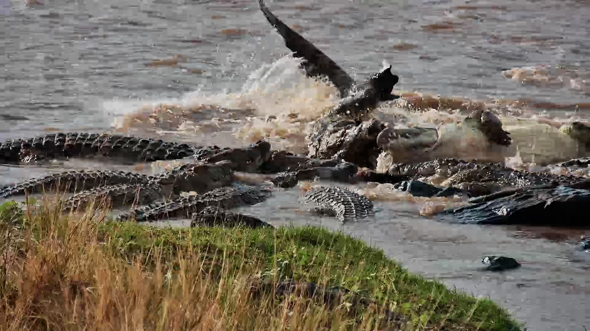 These Crocodiles Are Having a Death Roll Competition!