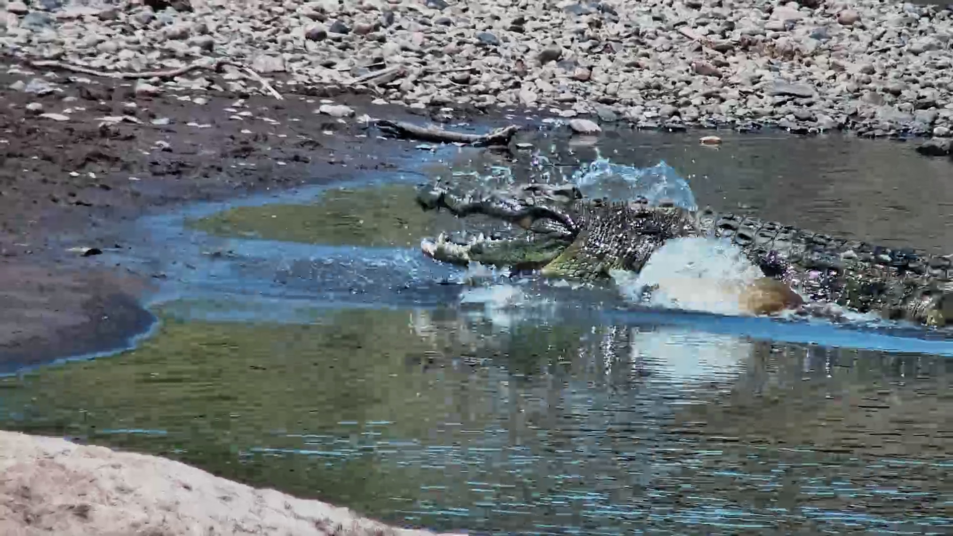 A Crocodile Chases Another Out Of The Water