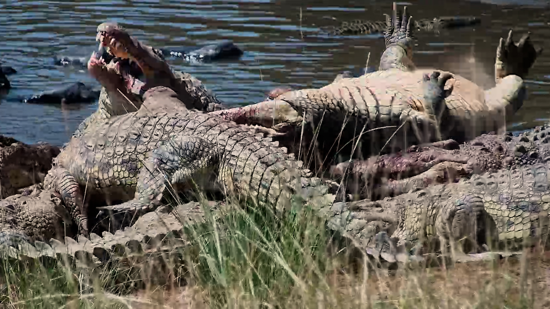 The Zebra Made It to Shore... Then the Crocodiles Came