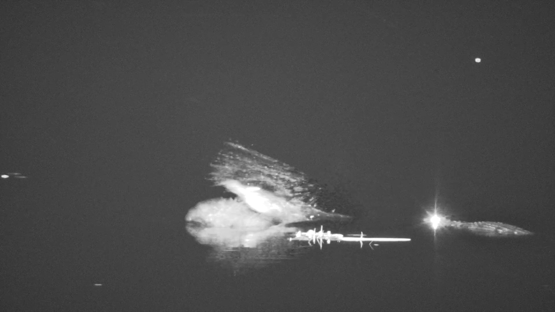 Crocodile Standoff in the Reeds!