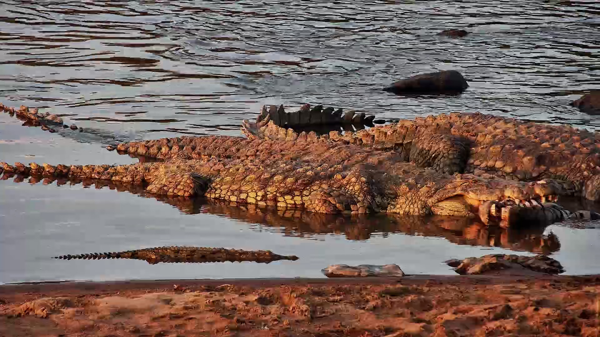 Crocodiles Return Still In A Tug Of War