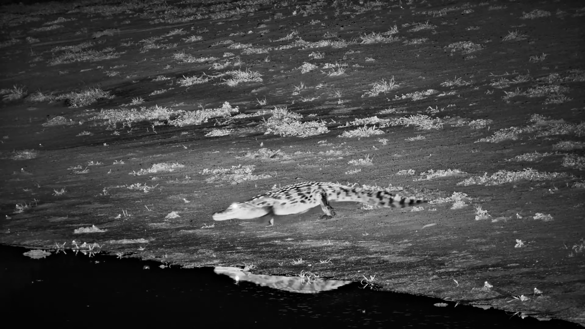 Crocodile Returns to the Water