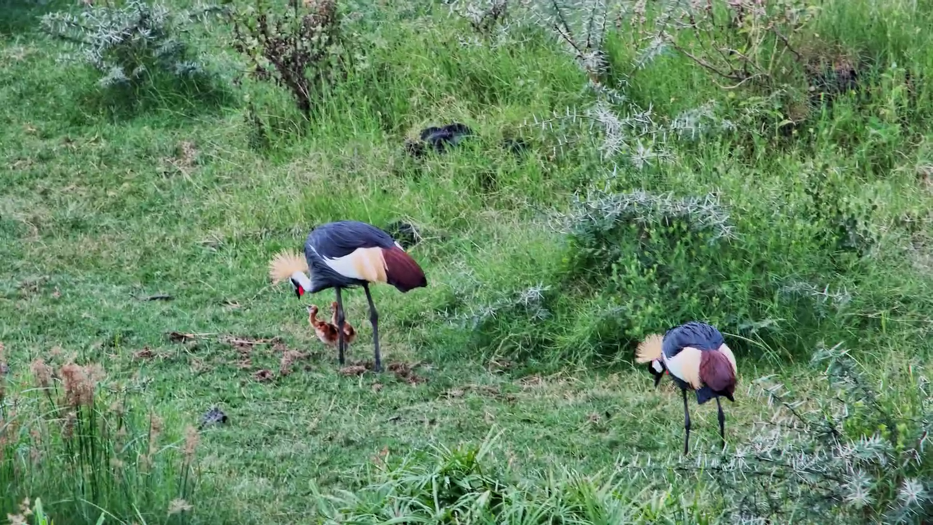 Crowned Cranes Feeding Their Tiny Chicks