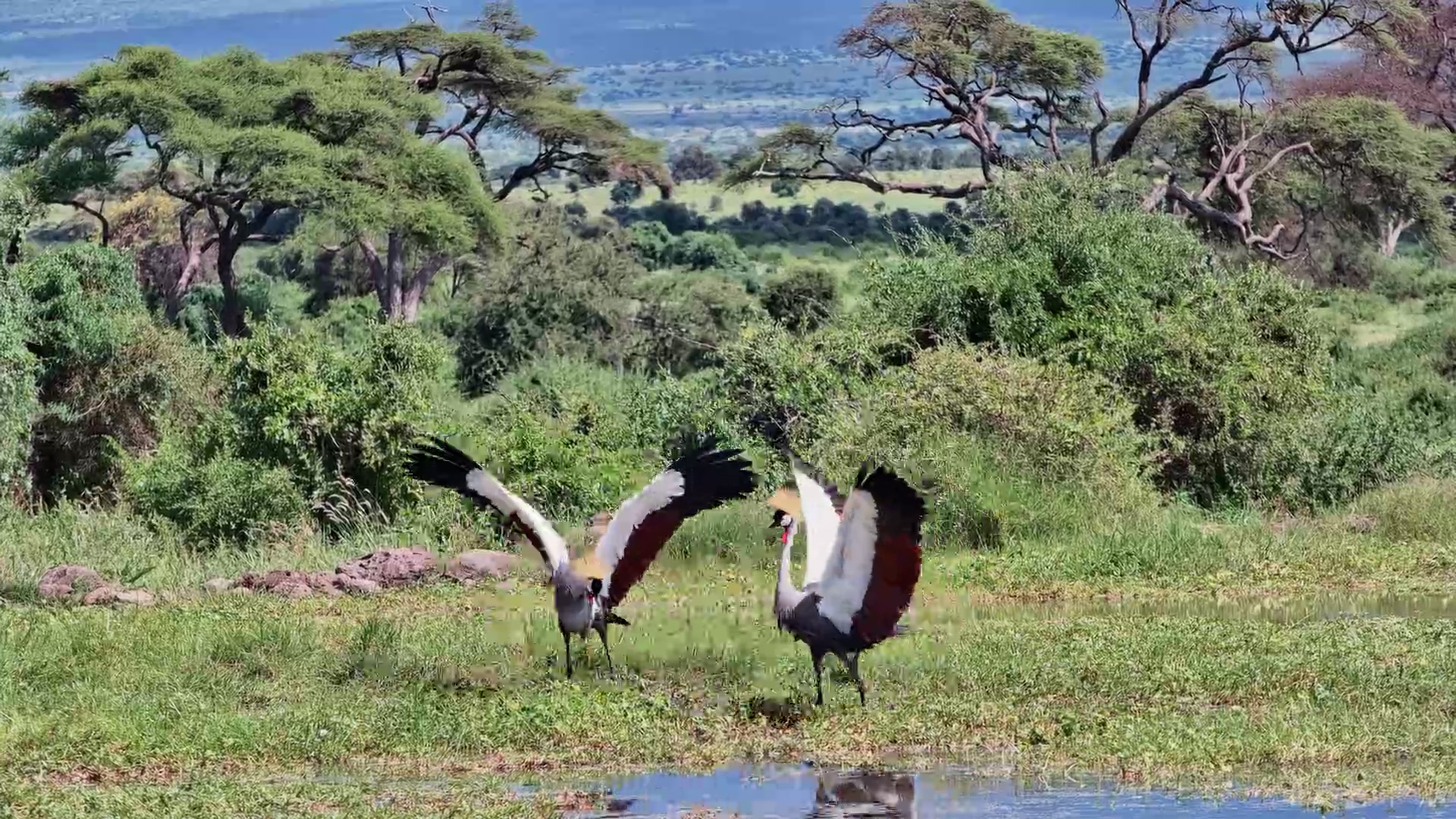 Crowned Cranes Performing