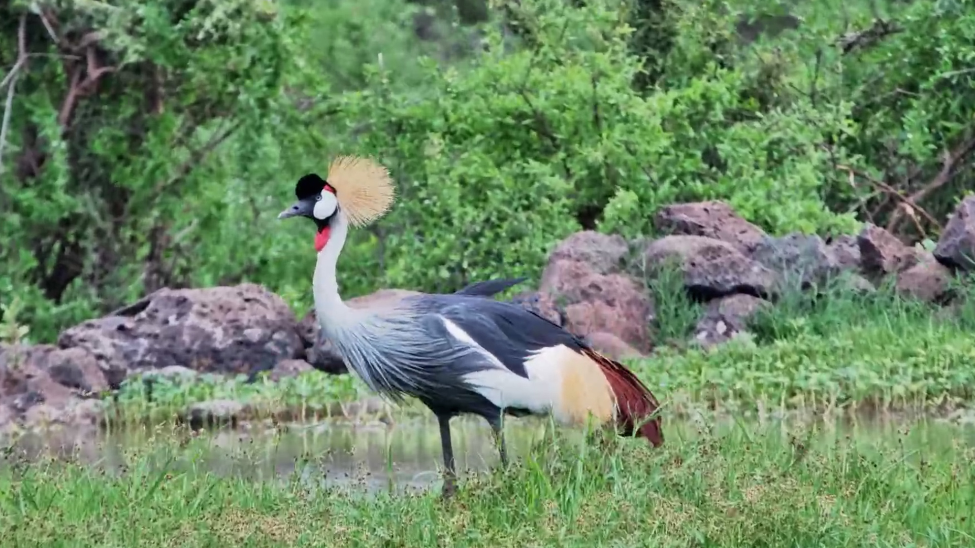 Grey Crowned Cranes Busy by the Waterhole