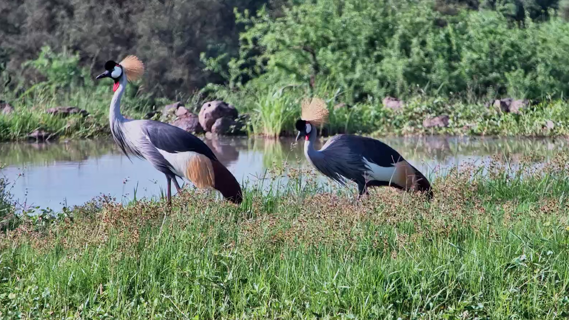 Grey Crowned Cranes Foraging Together