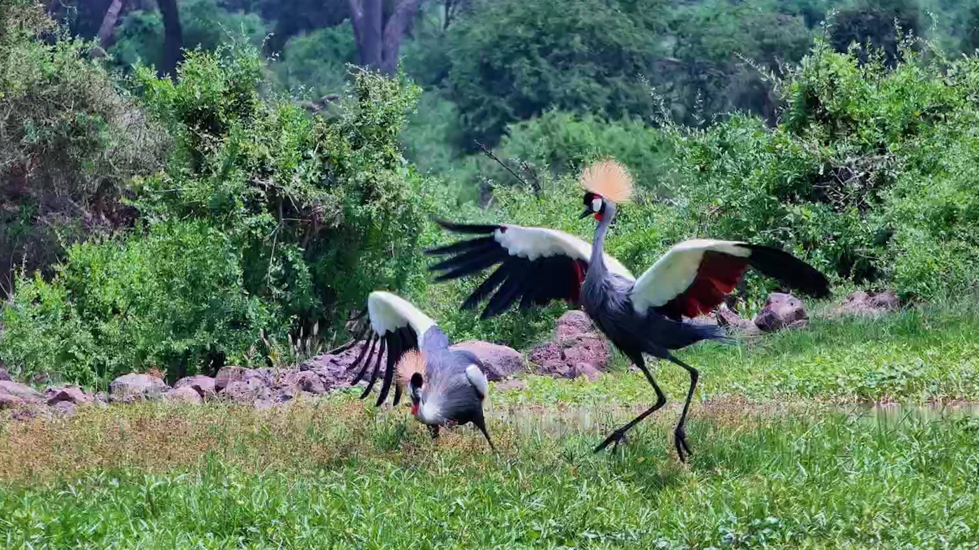 Is This a Dance Battle or a Love Story?
