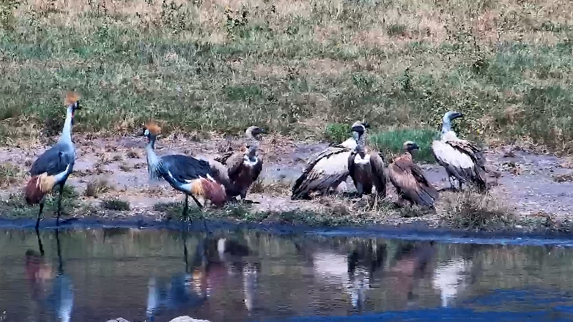 Bird Politics at the Water’s Edge