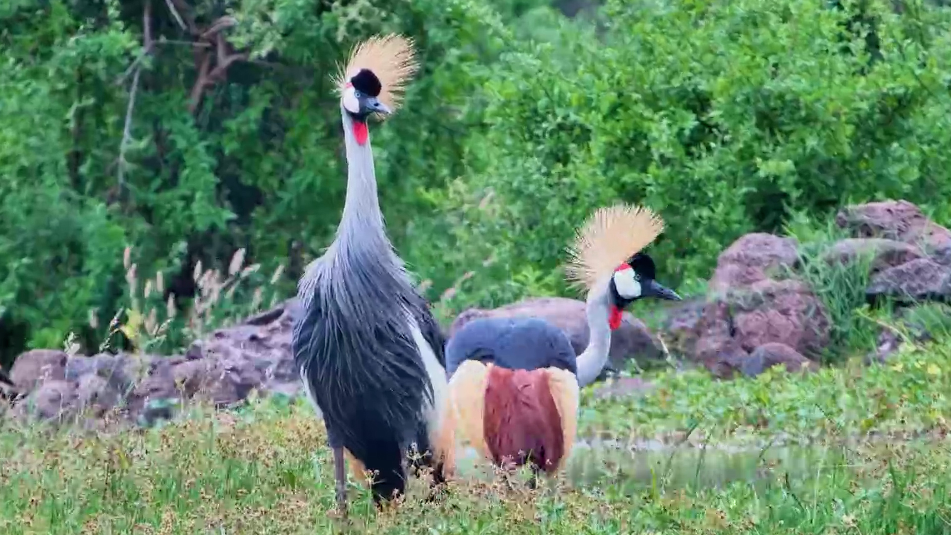 Crowned Cranes in Action
