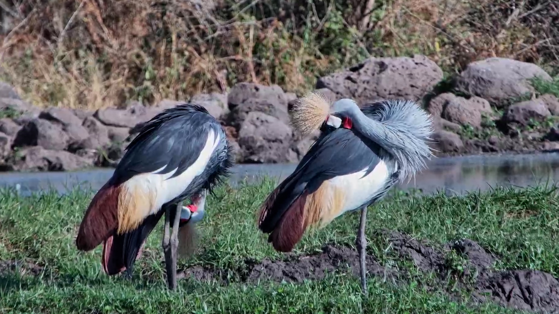 Grey Crowned Cranes Looking Their Best
