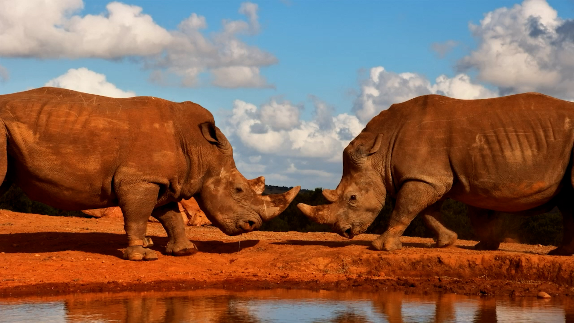 Rhino Clash: Margaret Protects Her Calf at the Waterhole