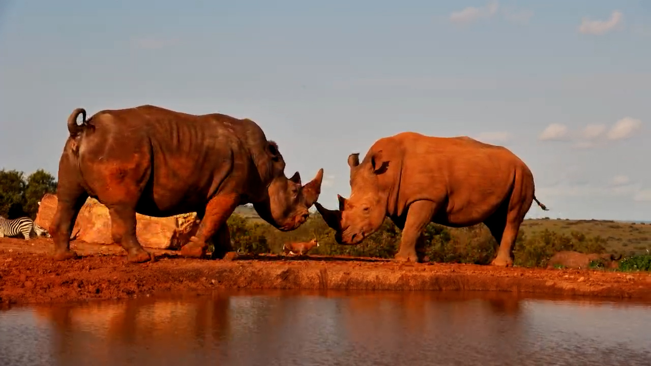 Big Rhino Battle Comes With Tiny Squeaky Noises