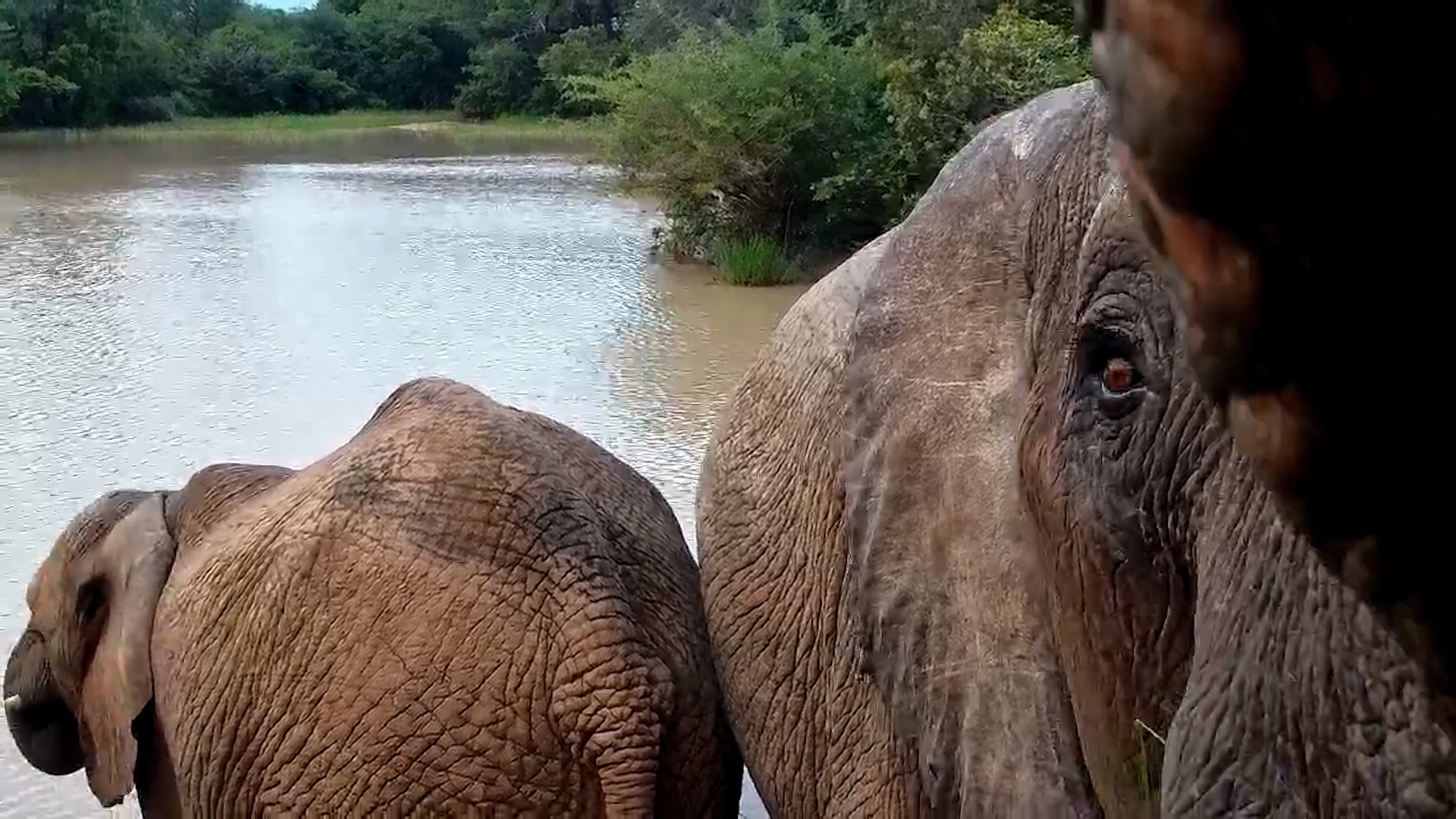 Camera-Shy Elephant Rearranges Our View