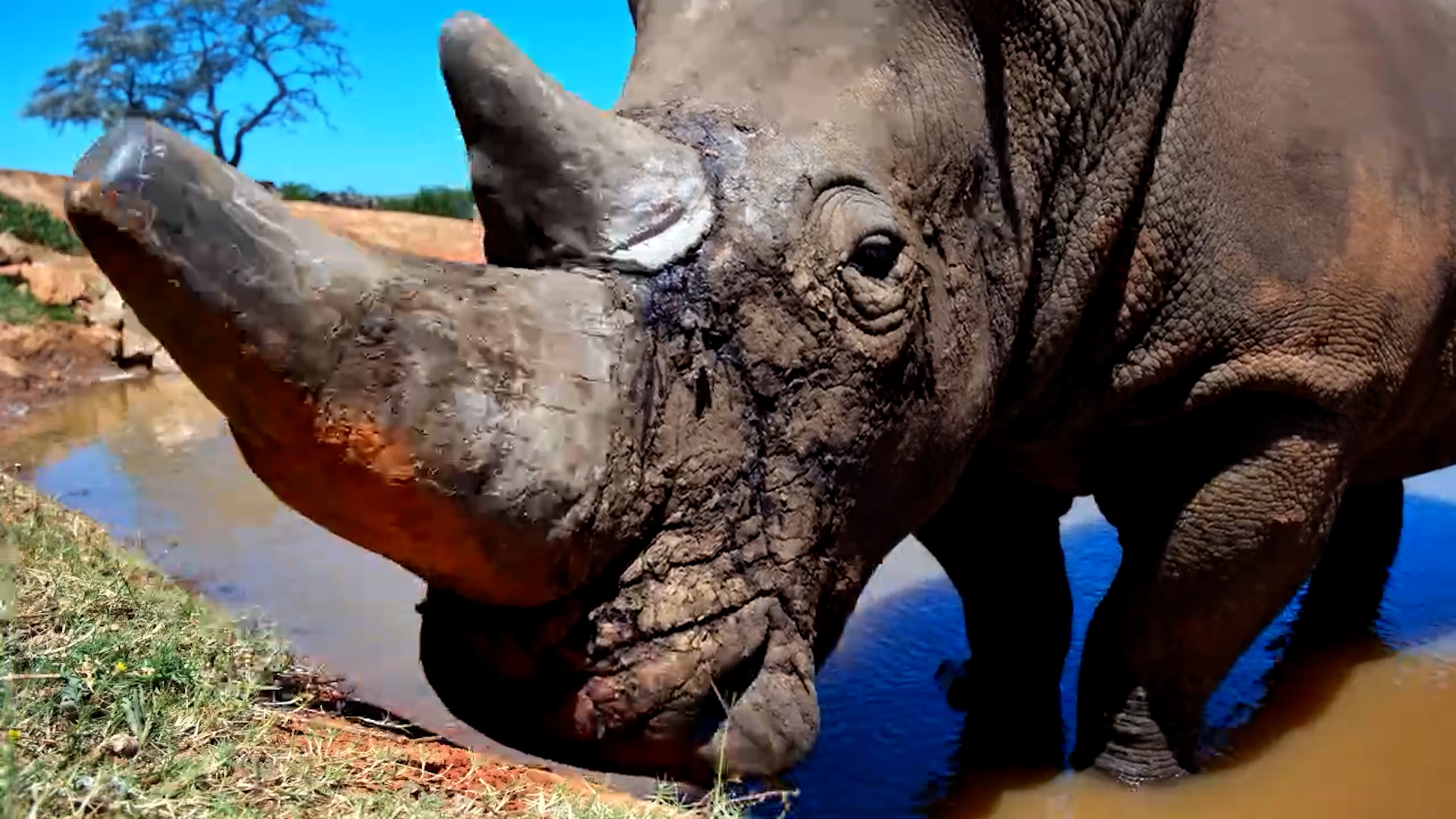 Rhino vs. Camera