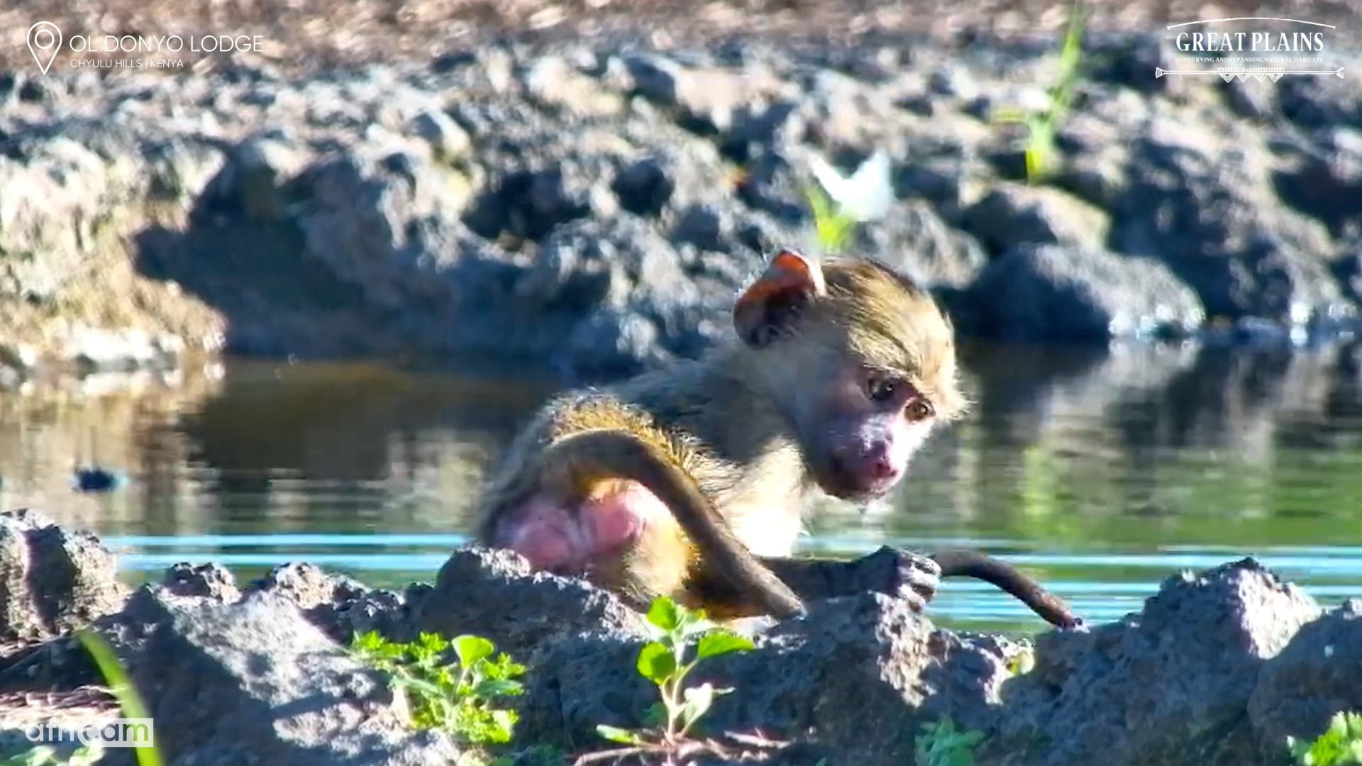 Baby Baboon Waterhole Cuteness