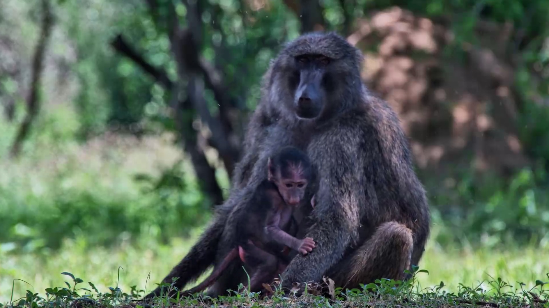 Too Cute: Baby Baboon Sucking Its Thumb