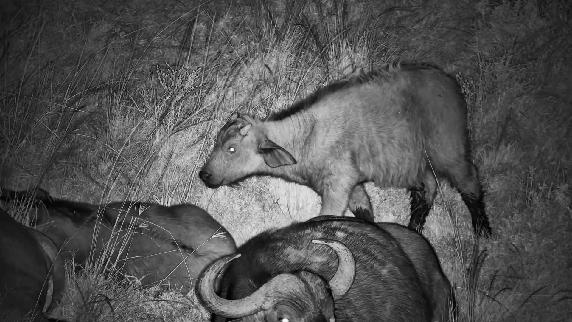 Baby Buffalo Sticks Close to Mum in the Night
