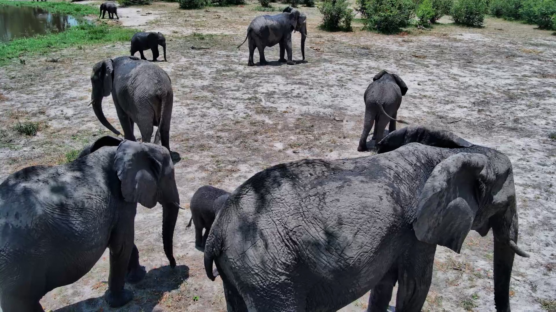 Baby Elephant Under the Camera