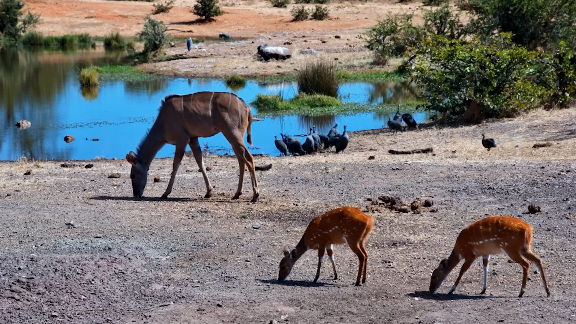 Two Antelope Species, One Peaceful Scene