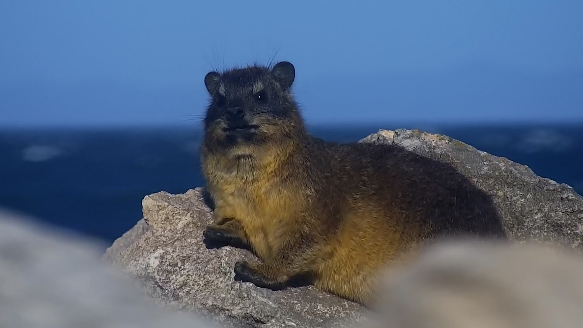 Rock Hyrax Living Its Best Life by the Sea