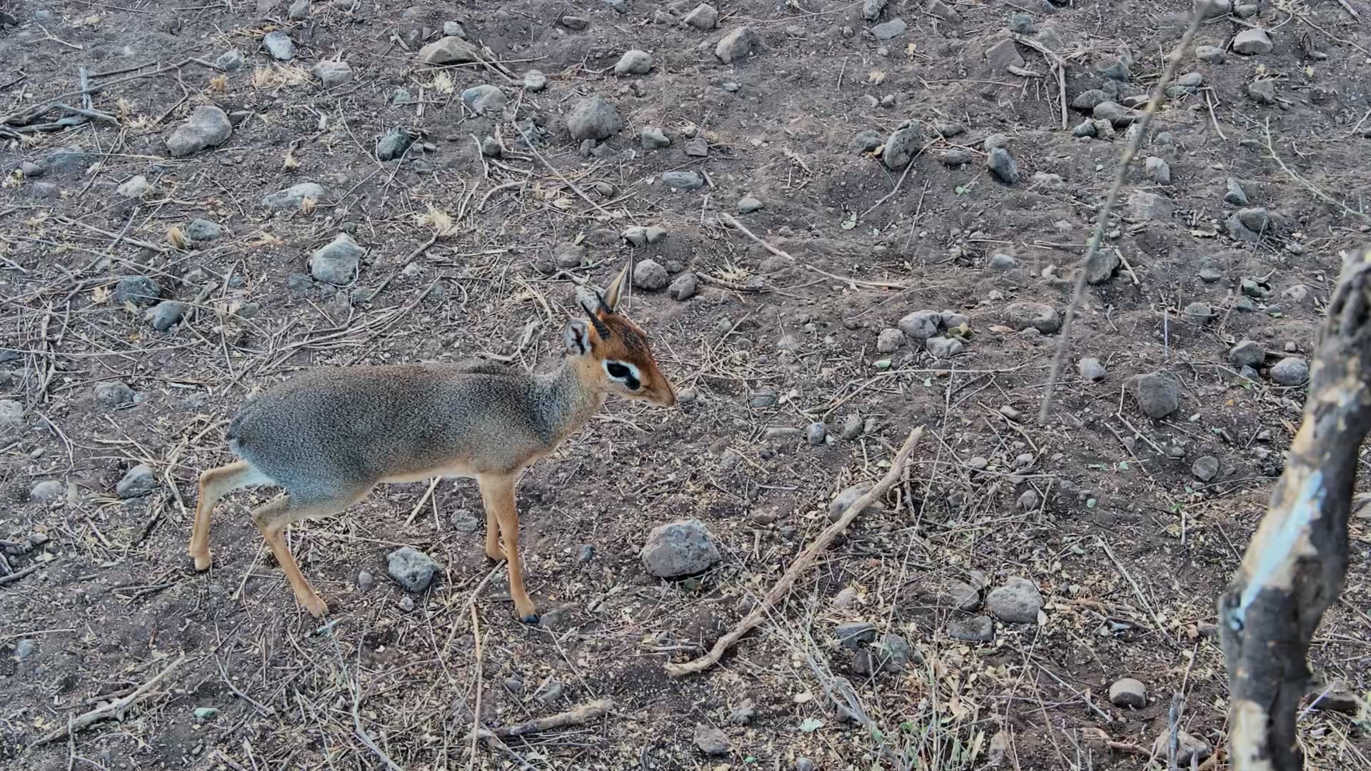 Tiny Visitor Alert! Dik-Dik Right Below the Camera!