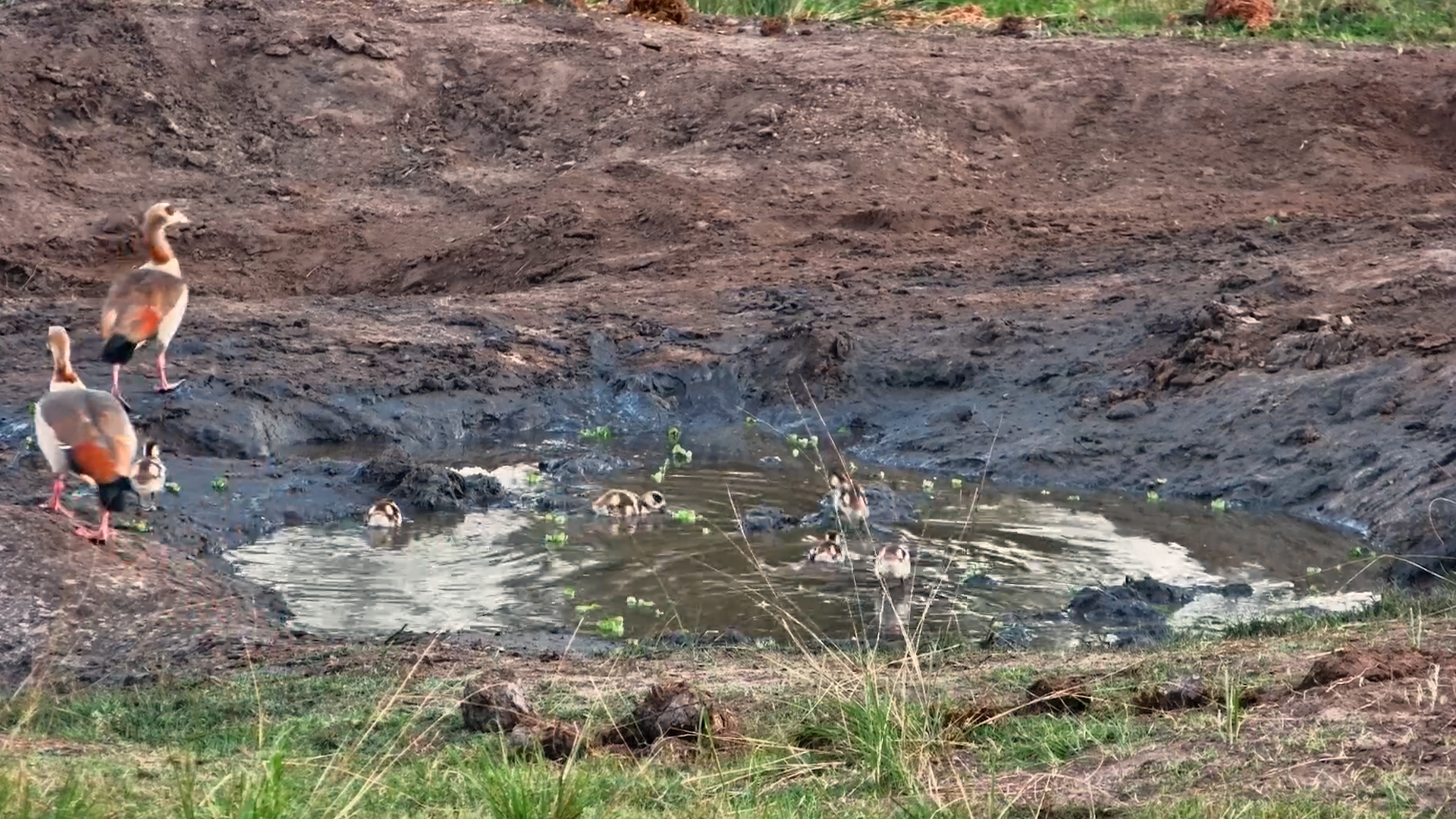 Family Outing for the Egyptian Geese