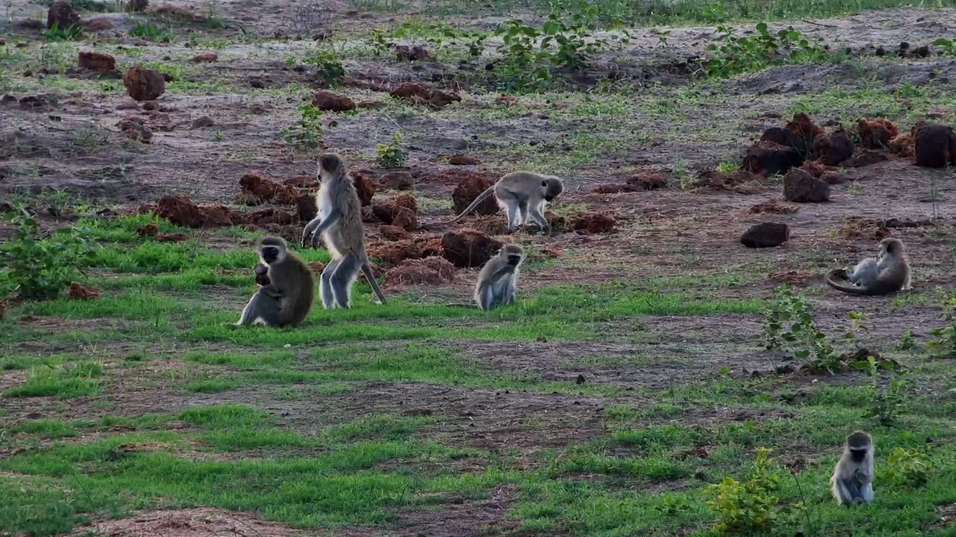 Playful Baby Vervet Monkey Has Fun with Mum