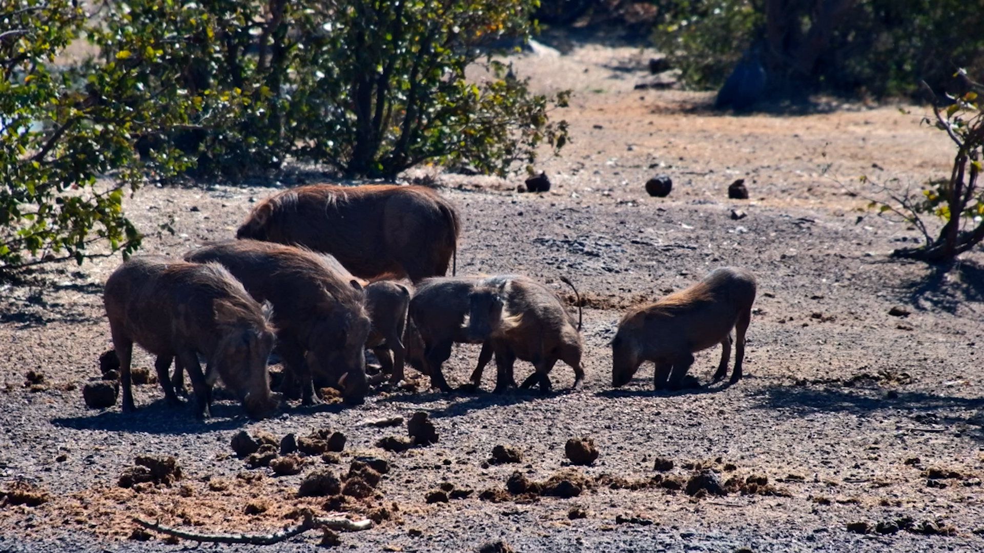 Watch This Warthog Family in Fast Forward