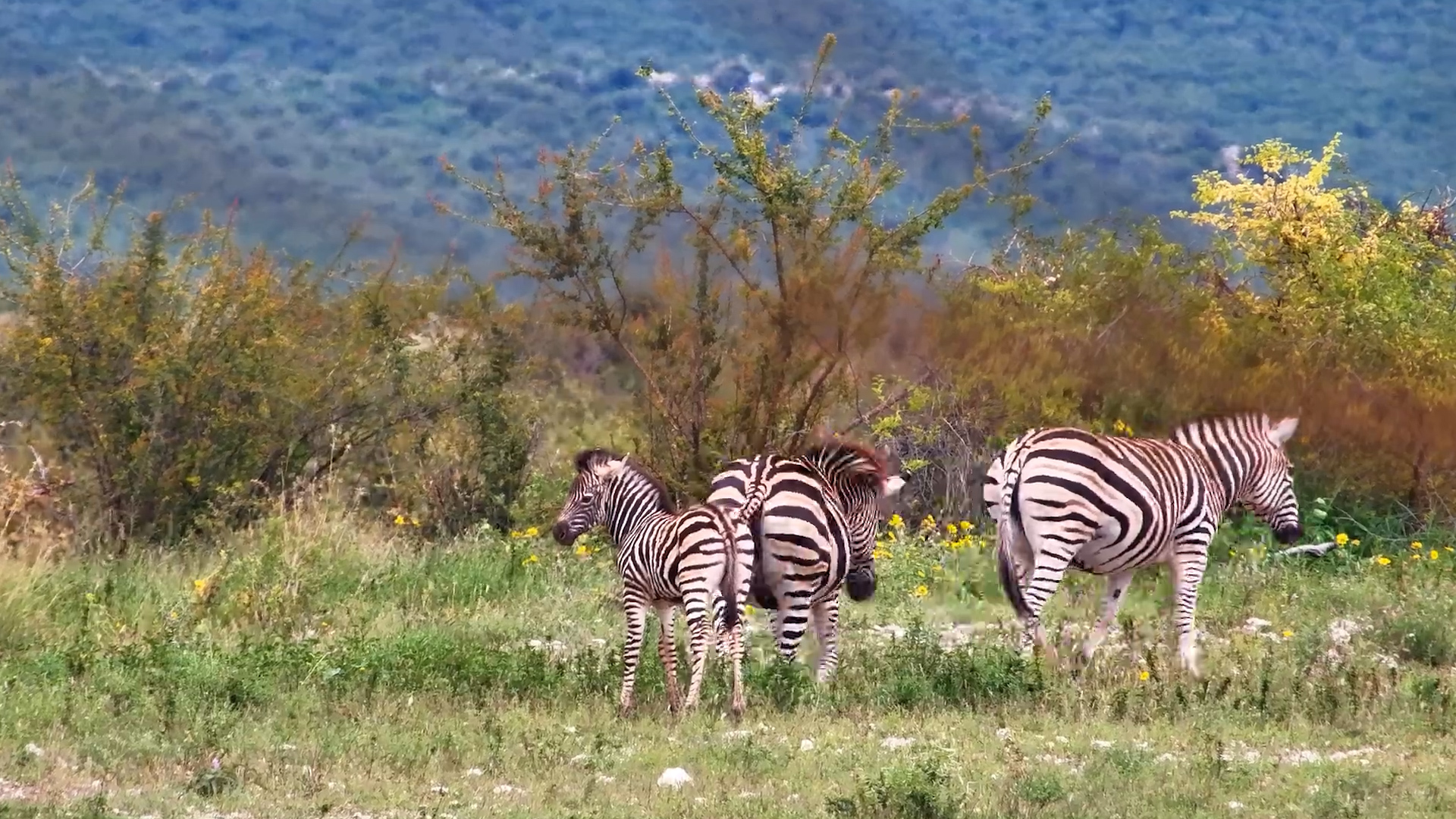 Baby Zebra Takes “Stay Close” to the Extreme